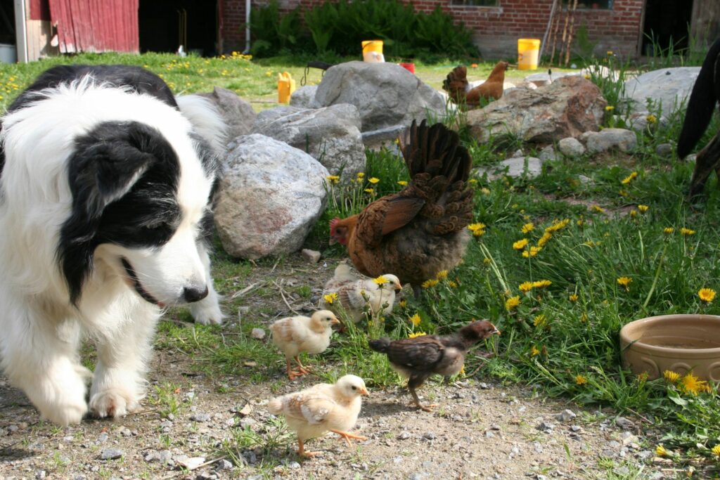 Mustavalkoinen koira ja kananpoikia ruohikolla